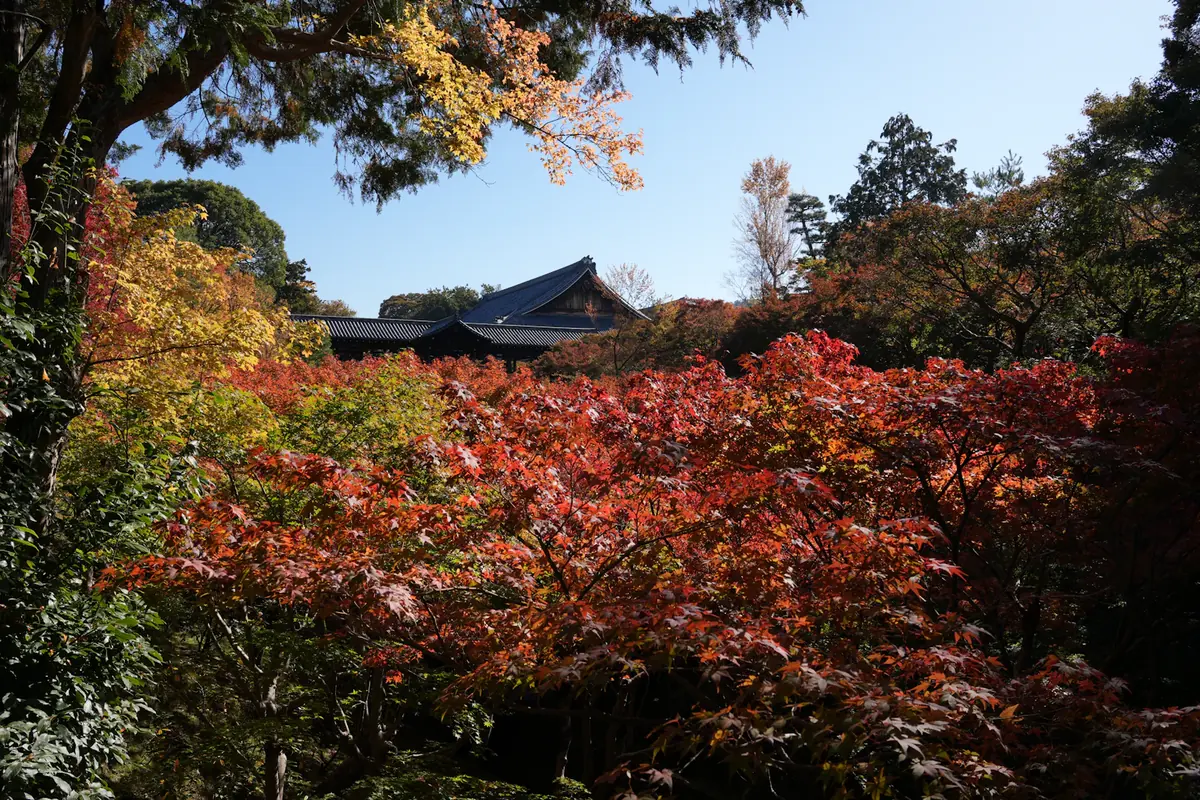 Autumn foliage around a traditional temple in Kyoto